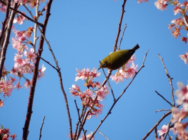 今年は自粛ムードで、3月のカナダ行きは前日キャンセル。<br />都民なので国内旅行も出張もほぼ壊滅状態。<br />気分的にも自粛の方向。<br /><br />それでも花は咲きます。<br /><br />12月はヒマラヤ桜の季節。<br /><br />以前の旅行記は2016年12月<br />ヒマラヤザクラ<br />https://4travel.jp/travelogue/11196834<br /><br />今年はじっくり11月末から1ケ月、楽しめた冬の桜。