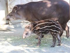 日帰り圏内の甲府にレッサーパンダ小旅行（３）甲府市遊亀公園附属動物園でレッサーパンダのクウちゃん・ホクトとブラジルバクの赤ちゃんにめろめろ