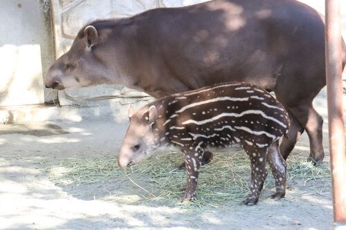 日帰り圏内の甲府にレッサーパンダ小旅行（３）甲府市遊亀公園附属動物園でレッサーパンダのクウちゃん・ホクトとブラジルバクの赤ちゃんにめろめろ』甲府(山梨県)の旅行記・ブログ  by まみさん【フォートラベル】