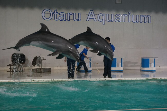 宏楽園に泊まったついでに、おたる水族館へ行きましょう♪<br /><br />12,000円分の地域共通クーポンを貰ったのでおたる水族館で使おうと思っていたらなんと電子クーポンは使えないということで断念。<br /><br />その代わり、回らないお寿司屋さんで使用してきました!<br /><br />お得に泊まれた上に、美味しい食事も食べれて幸せな滞在となりました(^^)<br /><br /><br />妊娠9ヶ月なので、妊娠前の旅行はこれが最後となります!!