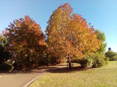 赤羽の紅葉とグルメの１日