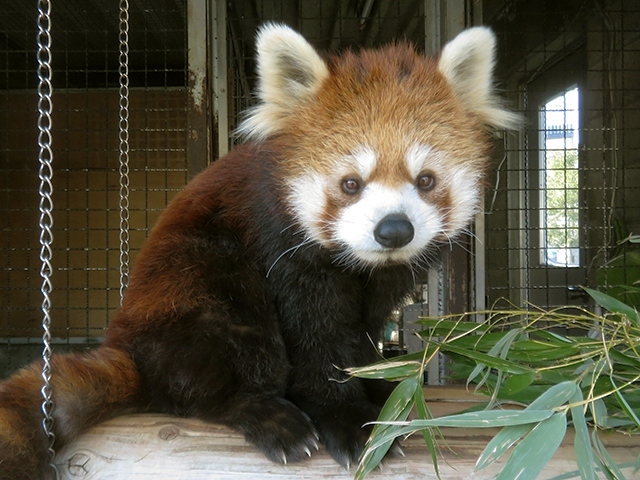 ミュウとレオンが元気だった頃【甲府市遊亀公園附属動物園】