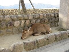 GoToトラベル第三弾は広島へ　岩国の後は宮島に行くが「あれ？大鳥居が見えないよ～」