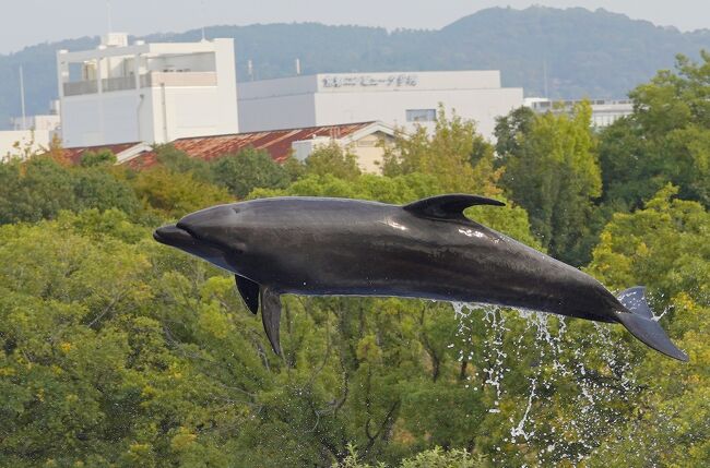 閉園前のみさき公園へ行ってきたお話 3 個性的なイルカパフォーマンスの部 京都駅周辺 京都 の旅行記 ブログ By しろんさん フォートラベル 閉園前のみさき公園へ行ってきたお話 3 個性的なイルカパフォーマンスの部 京都駅周辺 京都 の旅行記 ブログ By しろんさん フォートラベル