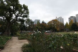 初冬の東京旅♪　Vol.21　☆「日比谷公園」：咲き残るバラと冬の花♪