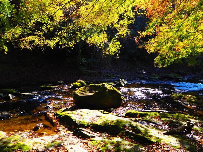 紅葉の季節、最後まで紅葉を堪能<br />関東で最後に紅葉を楽しめる渓谷として有名だとか？<br />案外と道路が狭いためペーパードライバーが<br />ところどころうまく対向車とすれ違えず渋滞。<br />みんなガンバレ。