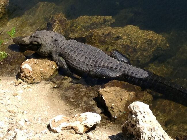 世界遺産で、ワニでもアリゲーターだらけの国立公園です。広い公園の北側の国道４１号線沿いにあるシャークバレーにあるビジターセンターから訪問。かなりの車が既に駐車していて混みあっていました。入園ゲート前からヤツらの姿を目にすることができる状況に圧倒されます。帰りに寄ったビジターセンターのビッグシプレスは小さなワニ園のようで見やすかったです。