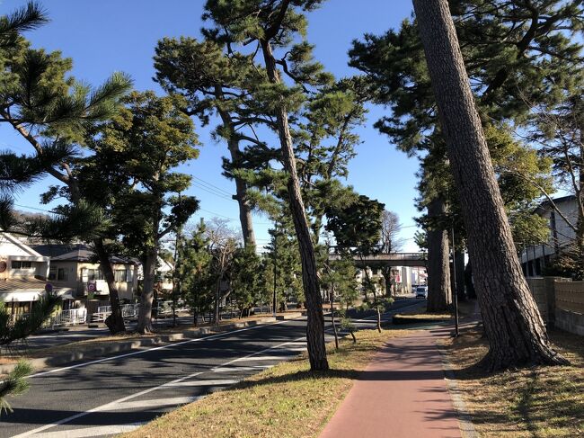湘南・大磯は、明治から昭和期の著名人の多くが、別荘を構えていたところ。新春の大磯で、これら著名人の邸宅や邸宅跡を中心に、大磯を歩いて回りました。<br /><br />大磯駅 → 旧島崎藤村邸 → 旧東海道松並木 <br />→ 明治記念大磯邸園(旧大隈重信別邸、陸奥宗光別邸跡、伊藤博文邸跡)<br />→ 旧吉田茂邸 → 県立大磯城山公園(旧三井別邸)<br />→ 鴫立庵 → 湘南発祥の地碑 → 照ヶ崎海岸<br />→ 大磯迎賓館(旧木下家別邸) → 大磯駅<br />