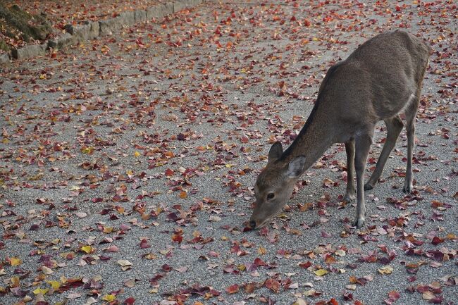 秋の奈良巡りをして来ました。<br />画像は、奈良公園にてです。<br /><br />過去の奈良・奈良市散歩記。<br /><br />関西散歩記～2020-2 奈良・奈良市編～<br />https://4travel.jp/travelogue/11646233<br /><br />関西散歩記～2020 奈良・奈良市編～その1<br />https://4travel.jp/travelogue/11628499<br /><br />関西散歩記～2020 奈良・奈良市編～その2<br />https://4travel.jp/travelogue/11629534<br /><br />関西散歩記～2020 奈良・奈良市編～その3<br />https://4travel.jp/travelogue/11630189<br /><br />関西散歩記～2019 奈良・奈良市編～<br />https://4travel.jp/travelogue/11596350<br /><br />奈良まとめ散歩記。<br /><br />My Favorite 奈良 VOL.2<br />https://4travel.jp/travelogue/11631074<br /><br />My Favorite 奈良 VOL.1<br />https://4travel.jp/travelogue/11071670