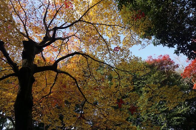 秋の奈良巡りをして来ました。<br />画像は、孝元天皇陵にてです。<br /><br />過去の奈良・橿原市内旅行記。<br /><br />関西散歩記～2019 奈良・橿原市編～<br />https://4travel.jp/travelogue/11605796<br /><br />関西散歩記～2014 奈良・橿原市内編～<br />https://4travel.jp/travelogue/10907821<br /><br />関西散歩記～2013-2 奈良・橿原市内編～<br />http://4travel.jp/travelogue/10815223<br /><br /><br />奈良まとめ散歩記。<br /><br />My Favorite 奈良 VOL.2<br />https://4travel.jp/travelogue/11631074<br /><br />My Favorite 奈良 VOL.1<br />https://4travel.jp/travelogue/11071670