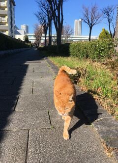 一年で会った猫まとめ 2020