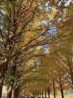 湖国の紅葉を巡る旅6　メタセコイア並木と金剛輪寺