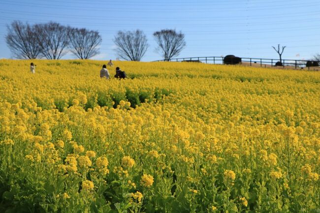 遅くなりましたが<br />明けましておめでとうございます。<br />今年もよろしくお願いします。<br /><br />コロナは年が明けても、その勢いは衰えるどころかますます感染者が増えている今日この頃です。<br /><br />不要不急の外出はなるべく避けるようにしてますが、人混みを避けてのお出かけは大丈夫でしょうと、日進の愛知牧場に出かけてきました。<br />愛知牧場には、今年の干支の牛さんがいるのも目的でした。<br /><br />この旅行記で７００回を迎えました。<br />皆様に読んでいただいて、感謝します、ありがとうございました。