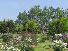 花の札幌　川下公園ライラックの森 II