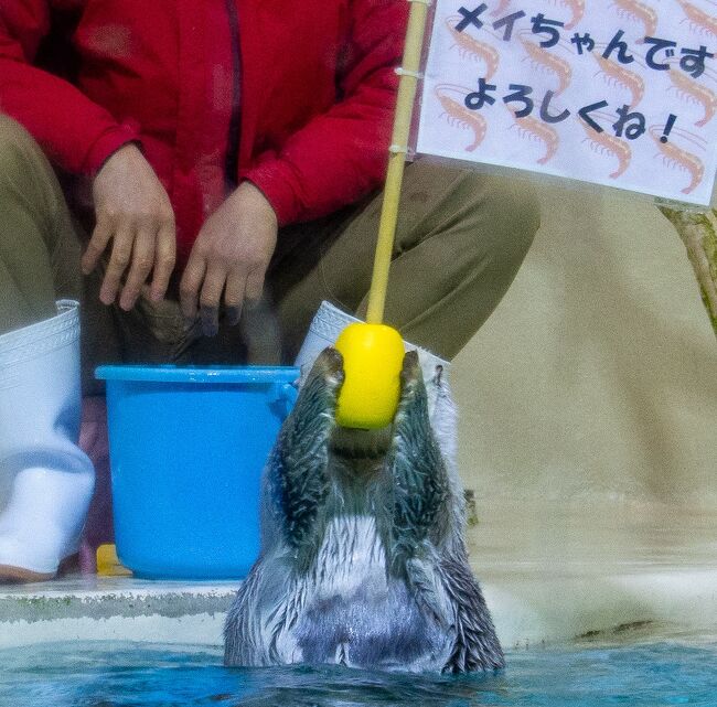 伊勢旅02: 会いたかったよー!!メイちゃん! 鳥羽水族館のアイドル ラッコに会いに行く