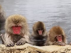 【トクだ値　第１０弾】地獄谷温泉後楽館に泊まってきました&スノーモンキー満喫の旅 