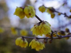 20210110-3 京都 京都府立植物園で蝋梅が見頃だとかで