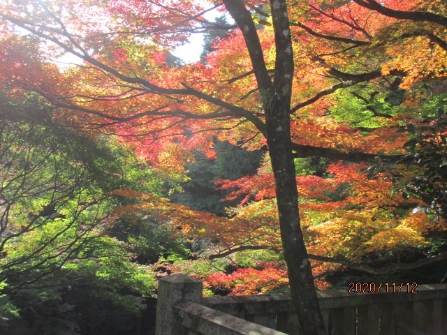 四国霊場第八十二番根香寺は「ねごろじ」と呼ぶ。和歌山に同名のお寺があるが、こちらは「根来寺」と書く。高野山で修業した覚鑁（かくばん）上人が高野山から別れ、和歌山の地で根来寺を創建し、真義真言宗を打ち立てた。弘法大師が亡くなって凡そ２００年後のことだ。真言宗中興の祖と言われ、死後興教大師と呼ばれることになった。<br /><br />「根来」で名を馳せたのは戦国時代に活躍した鉄砲集団「根来衆」で、彼等は根来寺の僧兵である。従って現代人には「ねごろじ」と聞くと、和歌山の「根来寺」を想起するだろう。しかし四国霊場の「根香寺」は歴史も古く、弘法大師創建の寺だけあって、和歌山に引けを取らない。<br /><br />五色台五峰の一つ、標高４５０ｍの青峰の中腹標高３６０ｍに建つこの寺、大師創建後、暫くして甥の智証大師円珍がやってきて、この山の香木から千手観音を彫像したが、その切り株の根元から芳香が漂ってきた。そうして名付けられたのが根香寺であった。江戸時代になって、この寺は真言宗から天台宗に変わったが、ご本尊の千手観音は変わらずそのままである。<br /><br />山中にある名刹だけあって、境内の紅葉は先刻の白峯寺に劣らず綺麗で見事だ。１１月中旬、花見に取っては丁度良いタイミングだった。胎内くぐりをして、大師堂にお参りし、その横の高台から眼下の高松を眺める。五色台は白峯寺が坂出市,この根香寺は高松市、と上手に棲み分けしている。高松市の向こう側には台状の台地が横たわっている。屋島だ。昔は島だったようだが、今は地続きになっている。あの台地の中に第八十四番屋島寺がある。後二つ目だ。頑張ろう。