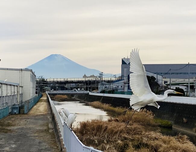 座敷わらしのいる鶴嶺八幡宮は茅ケ崎市、初詣で有名な鶴岡八幡宮は鎌倉市、嶺と岡の違いで知名度が全く違いますね。<br />午後からバイクで山に向かおうと思いましたが、曇天で寒かったのでウォーキングに変えました。<br />近所の左富士通りから富士山を撮りました。<br />左富士の浮世絵は、歌川広重の五十三次名所図会「南湖の松原左富士」で有名です。東海道を歩いていて左側に富士山が見えるポイントです。<br />そして弁慶塚、源頼朝が落馬して亡くなった付近、ここは中川さんの敷地内にお邪魔しますが、市の職員に尋ねたところ勝手に入って良いそうです。<br />残念ながら、鶴嶺八幡宮では座敷わらしには出会えませんでした。なんてね(笑)