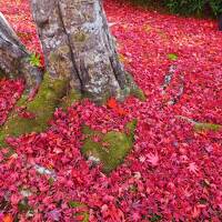 2020年秋　京都・美山 紅葉めぐり２泊３日（３日目：苔寺、鈴虫寺、紅葉の嵐山散策）