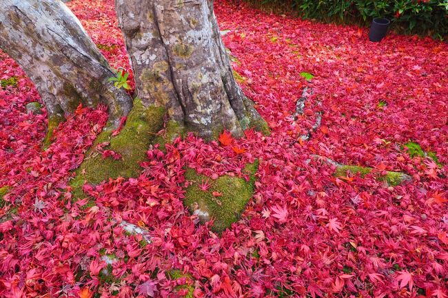 久しぶりに訪れた紅葉の京都。<br />昨年までは、国内外の観光客で大混雑だったけど、今年はのんびり見てまわれるに違いない。<br />という事で、２泊３日で秋の京都を満喫してきました。<br /><br />今回は、京都市内に加え、以前から訪れてみたかった南丹市にある美山かやぶきの里も訪問。山間の中の、のどかで美しい集落でした。<br /><br />肝心の紅葉は・・・？<br />今年は、短期間に一気に色づいて過ぎ去ってしまったのか、ちょっと見頃が過ぎた感じではあったけど、それでも十分にいつもと違う特別な京都を満喫することができました。<br /><br />ANAトラベラーズダイナミックパッケージ（Gotoトラベル利用）<br />往路：10/26 NH17便 羽田09:00発→伊丹10:10着<br />復路：10/28 NH40便 伊丹20:20発→羽田21:30着<br />ホテル：三井ガーデンホテル京都四条（朝食付き）<br /><br />【旅程】<br />　１日目：圓通寺・毘沙門堂・高台寺<br />　２日目：美山（南丹市）・南禅寺・真如堂・金戒光明寺・永観堂<br />★３日目：渡月橋・宝厳院・苔寺・鈴虫寺・宝筐院・祇王寺・常寂光寺