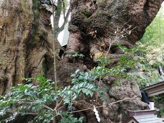 新年　熱海　来宮神社で祈願！