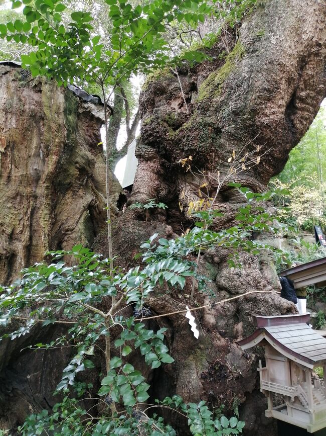 コロナ禍の新年を良い一年にしたいと熱海の来宮神社で祈願して来ました。コロナ禍で迎えたお正月でしたがやはり例年よりかなり人は少ないですね。駐車場も待たずに入れました。御参りもスムーズにでき、満足です。御神木の大楠には生命が宿っています。皆が幸せになりますように。