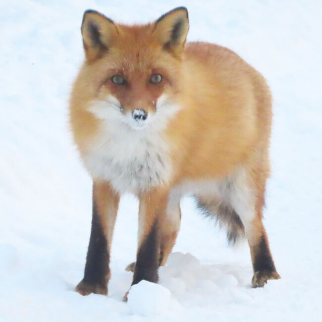 モフモフは正義！シマエナガちゃんを探しにいくよ③【札幌編】