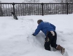 どこかにマイルで行く北海道【密を避ける旅】留萌から宗谷そして上川へ（3日目痛風の丹頂、坂東園長から脱走するペンギン）