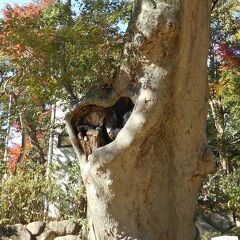 高幡不動尊、深大寺、高尾山を巡る日帰りバスツアー（前編）