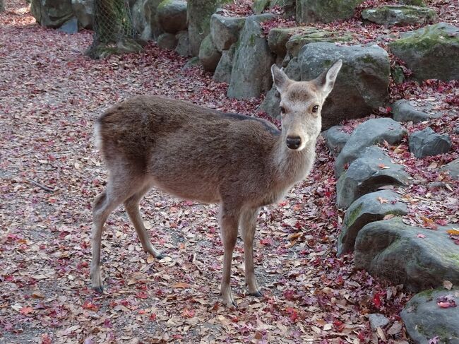 コロナのせいで予定していた旅行がかなり中止になり、マイルだけがどんどん溜まっていく…。<br /><br />私、医療従事者なんですが、テレビの過剰報道には嫌気がさしております。<br />私は自粛もせず、自分のしたいように生きていくと決めているので、今回は溜まりまくったマイルを少し消費しようと一人旅を計画！<br /><br />今回のメインは奈良のがん封じのお寺で父親のがんの再発がないようにお参り、娘の国家試験の合格祈願です。<br /><br />＊＊＊＊＊＊＊＊＊＊＊＊＊＊＊＊＊＊＊＊＊＊＊＊＊＊＊＊＊＊＊＊＊<br /><br />今回は早い飛行機なので、旦那が空港まで送ってくれることに。<br />7時半発だから7時15分まで着けば余裕っしょ！と思ってたけど、保安検査場って20分前に通らなくちゃいけないのね(;^ω^)<br />新千歳空港に着いたのが7時8分とかだったと思う。<br />めちゃめちゃダッシュしてチェックインしました…。<br />LCCだけ厳しいと思い込みがすぎました…。<br /><br />そんなこんなでドタバタの旅始まり(^▽^)/<br /><br />