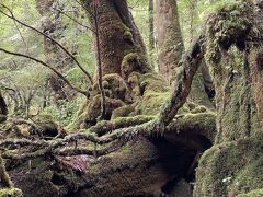 2020年12月屋久島縄文杉へ②