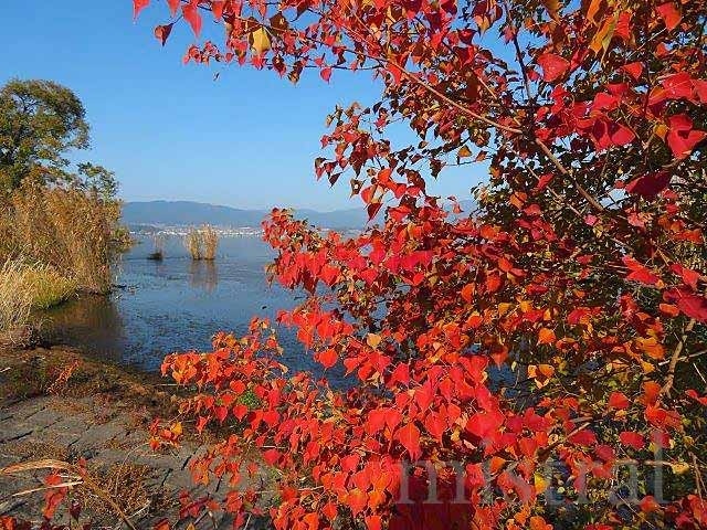 毎年9月になると、サケの遡上を見るため北海道に行っていた…… のだけど、コロナの影響で2020年は自粛。<br />しかし、続けていたことが急に途切れると、やっぱり“サケ見たい!!”となってしまう。<br /><br />そんな時、琵琶湖博物館のFacebookで産卵遡上したビワマスが展示されていることがアナウンスされたのを見た。<br />婚姻色に染まった綺麗な魚体。<br />サケ成分が大いに不足していたこともあって、即座に“見たい!!”<br /><br />時期が時期ということを抜きにしても、もとより琵琶湖博物館くらいなら日帰りの距離である。<br />しかし、GoToキャンペーンの効果で、往復の新幹線+宿泊の合計代金が新幹線往復だけの金額より7000円くらい安い。<br />だったら泊まろうかと、前泊で琵琶湖博物館まで行ってきた。<br />天気にも恵まれ、美味しいものも食べられたりと、結果的に贅沢な水族館紀行となった。