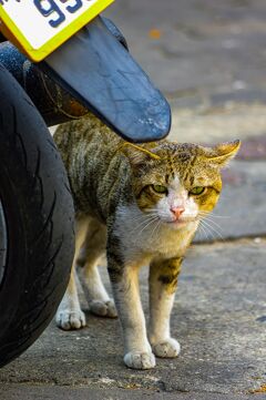 一度ハマるとやめられない性格　センセープ運河ワットシーブンルアンから家まで散歩