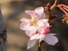 清楚に咲いていた冬桜