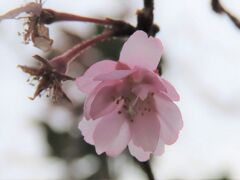 美しく咲いていた十月桜