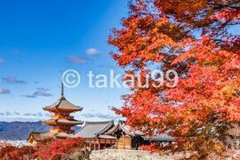 【GoToトラベル】京都　紅葉の名所巡り（二週間）　行って良かった紅葉の絶景