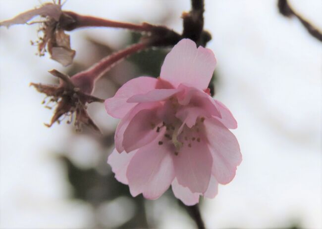 1月17日、午後2時過ぎにふじみ野市にあるガーデンセンターに行きました。　目的は小さな十月桜の花を見ることです。<br />久し振りによく見ると花の数は少ないですが、美しい花はちらほらと見られました。<br /><br /><br /><br /><br />*写真は美しかった十月桜