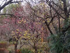 樹齢２１００年の霊樹を訪ね、初春の花々を愛でるーー