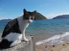 香川県　佐柳島　 飛ばなくても楽しいねこ達