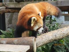 横浜の新春・伊勢山動物園と伊勢山皇大神宮