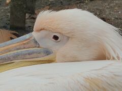 なつかしのロンドンを駆け足でおさんぽ　　7日目