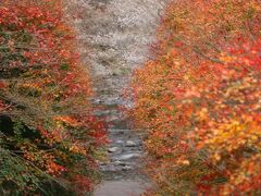 コロナを恐れて紅葉めぐり（小原、川見四季桜編）