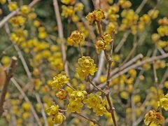 静岡　洞慶院の蝋梅