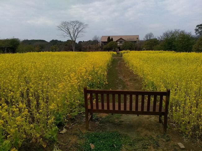 杵築市カキ街道のキツキテラスに一週間ぶりに訪れました<br />前回の訪店で姉がとてもお気に入りになり東京に戻る前にもう一度牡蠣を食べたいとのことで行きました<br />本日は一人1kgずつそして釜飯は量が多いので蛸とシラスの二つにしました<br />前回、釜飯についてくるみそ汁が釜飯を炊いている30分で冷えてしまうので改善要望をしていたら早速、みそ汁引換券に代わり釜飯が炊き上がってから食材コーナーへ券を持っていくと熱いみそ汁を頂くことができました<br />お客様の要望が多かったんでしょうね<br />食後にとても暖かかったのできまぐれデジカメ館さんの旅行記で菜の花が満開だった大神ファームを訪れました<br />入場料は650円で年間券は倍の1,300円とよく訪れる人にとってはお得です<br />ランチコースは2,300円で入場料金込みです<br />園内は秋に旅行記にアップしたバラの花は全て終わり菜の花以外はあまり咲いている花はありませんでした<br />もう少ししたらミモザが満開の時期を迎えそうです<br />レモンの木がたくさんあり実がついたままで木に負担がかかっていました<br />収穫して販売すればよいのにと思いましたが言ってません・・・<br />カルチャー工房の烏骨鶏も今年29歳のケヅメリクガメの"トーティー"も元気にしていました<br />全体的に菜の花以外の花は少なく今度は春バラが咲く時期に訪れるとよいと思い見物を終えました<br /><br />