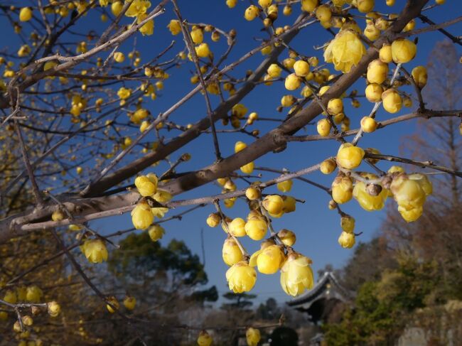 「受楽寺」のロウバイ_2021_開花が進んで、５～６割くらい咲いていました（群馬県・太田市）