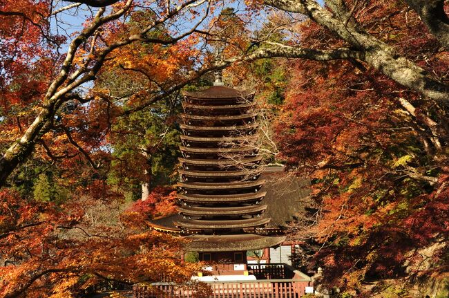 　11月下旬の３連休、宇治と奈良県北部にある紅葉の名所の寺社を巡った。初日は京都南部（興聖寺、平等院、一休寺、正寿院）、2日目は奈良の名所（談山神社、室生寺、長谷寺、正暦寺）、3日目は奈良公園を巡った。忙しいスケジュールだが、マイカーならではの効率的な移動ができたのでゆっくりと観賞できた。ＧoToキャンペーンの最中だったので人出は決して少ないわけではないが、京都市内の爆発的な観光客に比べれば落ち着いた紅葉狩りだった。