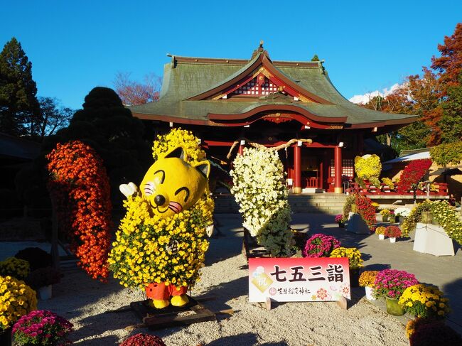 旦那が休みの日、つくばのコストコに買い物行くというので、それなら笠間稲荷神社の門前通りなどで行われてる笠間の菊まつりを見たいなと思い、寄ってもらいました<br /><br />２０２０年はコロナの影響で規模が縮小されての開催だったようです。<br />初めて行くのでどこが縮小されたのか分からず、後から知ったけど、メインの見どころなど見逃してたようですが、神社だけでも十分楽しめました。<br />