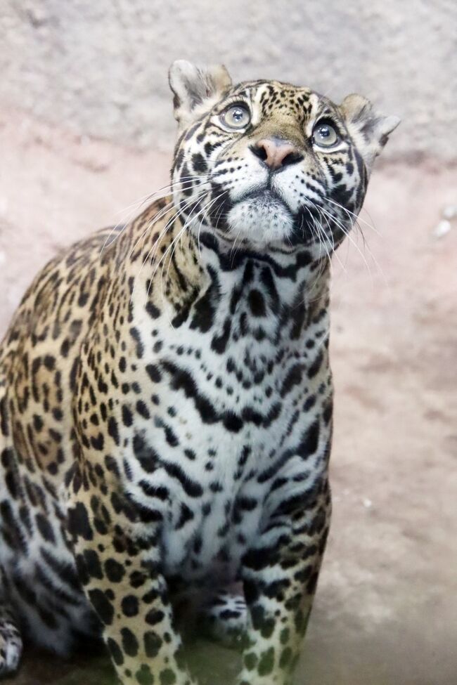 秋の赤ちゃん公開の那須どうぶつ王国と那須塩原２泊 ７ Wetland 熱帯の森 ナマケモノやジャガーの食事に遭遇 今は沖縄のルナちゃん 那須 栃木県 の旅行記 ブログ By まみさん フォートラベル