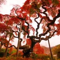 異界の紅葉　いわき「中釜戸の枝垂れモミジ」「金澤翔子美術館」＆ときわの宿「浜とく」